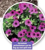  ??  ?? Geranium psilostemo­n can be dug up and split now