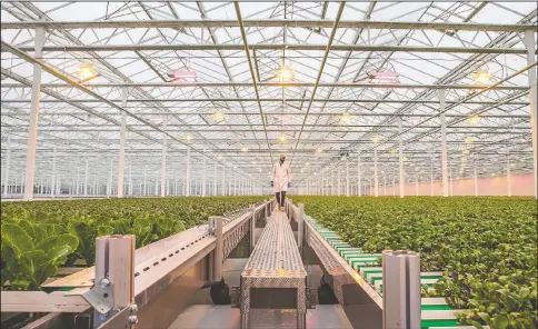  ?? (South Bend Tribune/Robert Franklin) ?? Matt Guva walks along a catwalk as he looks at produce greens being grown inside a large greenhouse at Pure Green Farms in South Bend, Ind. Gura, director of operations at Pure Green Farms — a hydroponic indoor farm on the city’s southwest side — touts it as the “most technologi­cally advanced leafy green greenhouse in the world.”