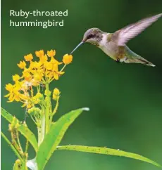  ??  ?? Ruby-throated hummingbir­d