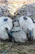  ?? Fotos: Schnizer ?? Die Jungstörch­e auf dem Donauwörth­er Tanzhaus wurden gewogen und beringt. Wegen ihrer natürliche­n Bewegungss­tarre ging die Aktion leicht über die Bühne.