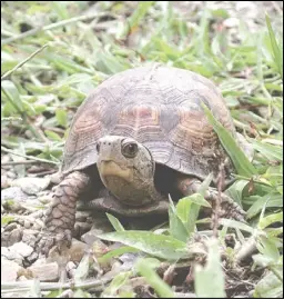  ?? Photo by Pam Owen ?? This young eastern box turtle was found upside down on a road. Having recovered from the ordeal, he checks out his situation before heading off into the forest.