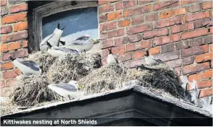 ??  ?? Kittiwakes nesting at North Shields