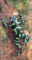  ?? ?? The brilliant green color of this poison dart frog warns predators of its highly toxic nature. The frogs are native to tropical Central and South America.