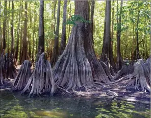  ??  ?? The knees and root systems of these cypress trees can be more easily seen during a low-water period, giving anglers a better idea of the hiding places bass find around the buttresses of the trees.