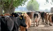  ??  ?? Latest figures from Dairy NZ show 27.3 per cent of dairy herds are operated under a sharemilki­ng agreement in 2016-17, down from 32.4 per cent in the previous year.