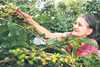  ??  ?? SITUACIÓN. Honduras es el quinto país productor de café en el mundo. El clima y plagas como la roya han afectado la producción del grano. Miles de familias dependen de este cultivo.