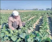  ?? HT PHOTO ?? A farmers working in a cauliflowe­r field in Malerkotla.