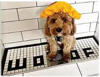  ?? ?? Barking mad: Cavapoo Buddy has ‘Woof’ marking his tiles