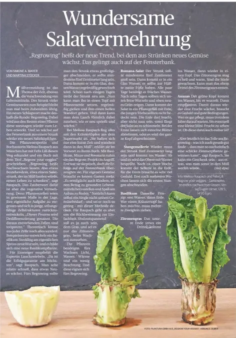  ?? FOTO: PLANTURA GMBH AUS „REGROW YOUR VEGGIES“, VERLAG E. ULMER ??