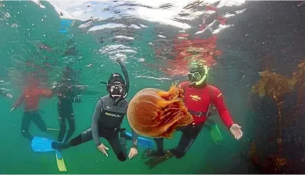  ?? LORNA DOOGAN/EMR ?? Diving and snorkellin­g operator Stewart Island Adventures is offering a koha scheme to attract visitors.