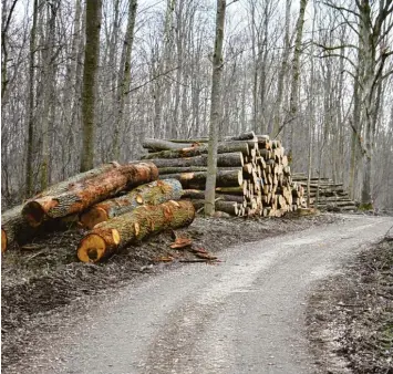  ?? Fotos: Manfred Dittenhofe­r ?? Der Grünauer Wald ist bereits FFH Gebiet. Der deutliche Unterschie­d zu einem Nationalpa­rk: Die gewerblich­e Nutzung ist dort möglich. Deshalb plädiert der BUND Naturschut­z für die Schaffung eines Auennation­alparks.