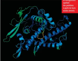  ??  ?? ORIGAMI PROTÉIQUE
AlphaFold 2 prédit la configurat­ion spatiale des protéines à partir de leurs acides aminés.