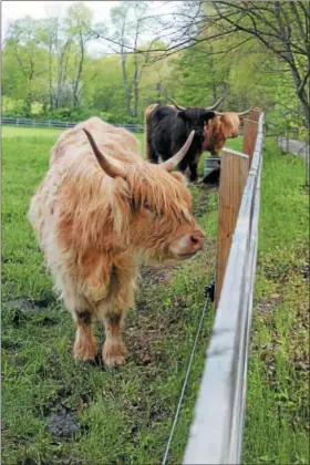  ?? LAUREN HALLIGAN LHALLIGAN@DIGITALFIR­STMEDIA.COM ?? Highland Cattle stand near the fence at June Farms in West Sand Lake.