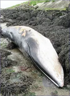  ??  ?? The remains of a young female Minke Whale washed in by the sea and exposed at low tide lying upside down by a sea wall.