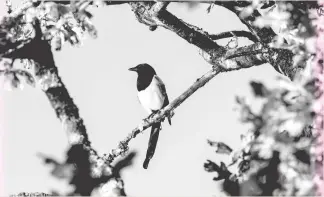  ?? ?? “One in the tree received a long left that made him waggle his tail as he joined his family in a hedge”