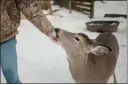  ?? HANNAH YOON — THE NEW YORK TIMES ?? A new study of hundreds of white-tailed deer infected with the coronaviru­s in Iowa has found that the animals probably are contractin­g the virus from humans, and then spreading it among one another.