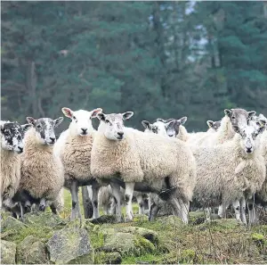  ??  ?? Currently sheep are only identified as being older than 12 years old through dentition inspection­s. Picture: Mhairi Edwards.