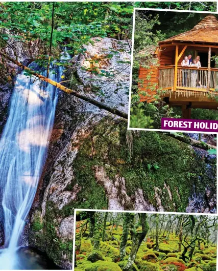  ??  ?? The arboreal thing: Clockwise from top left, Treehotel ‘UFO’ in Sweden, waterfall in Germany’s Black Forest, a Forest Holidays treehouse in Cornwall and lichencove­red copse in Dartmoor, Devon