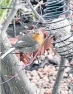  ??  ?? “This unusual white-tailed robin has made its home in my garden,” says an Arbroath reader.
