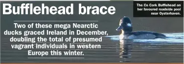  ??  ?? The Co Cork Bufflehead on her favoured roadside pool near Oysterhave­n.