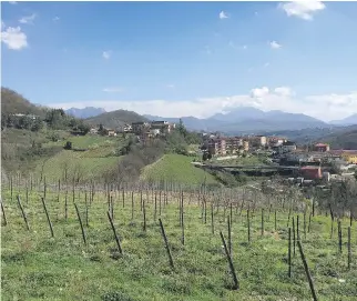  ??  ?? Springtime in Campania. In the mountainou­s village of Tufo, greco grapes produce a unique wine.