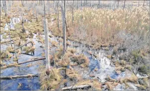  ?? AP PHOTO ?? Phragmites and Spartina marshland expanding into a ghost forest in Robbins, Md.