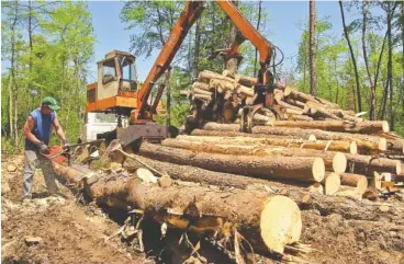  ?? STAFF FILE PHOTO ?? Rodney Frerichs helps clear dead pine trees on Chilhowee Mountain in the Cherokee National Forest due to the pine beetle infestatio­n.