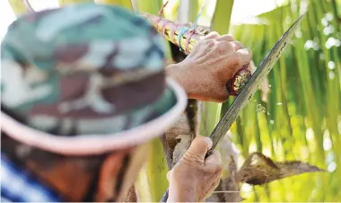  ??  ?? Studied have shown that coconut sap vinegar have properties similar to apple cider vinegar.