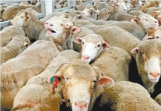  ??  ?? Sheep on board
the Awassi
Express last year.