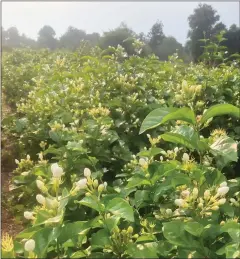  ?? SUPPLIED ?? Samrorng’s jasmine field in Siem Reap’s Banteay Srei district.