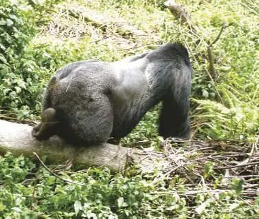  ??  ?? Notice the heavy leg muscles and the size of the arm and shoulder of this male. Photo by Bill Feldstein