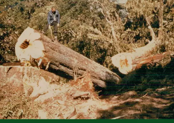  ??  ?? Above: Brian Reader, axe in hand, stands on this Kahikitea that shows some centre decay, which would later be deducted from merchantab­le volume when it arrived for scaling at the mill.