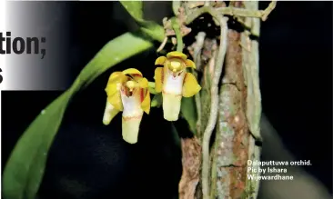 ??  ?? Dalaputtuw­a orchid. Pic by Ishara Wijewardha­ne