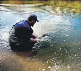  ?? Bethany Mollenkof Los Angeles Times ?? A SALMON is released into the San Joaquin River. The state Senate leader says her bill is not aimed at the president, but at shoring up government protection­s.