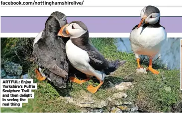  ?? ?? ARTFUL: Enjoy Yorkshire’s Puffin Sculpture Trail and then delight in seeing the real thing