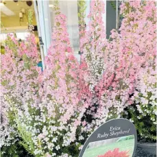  ?? Photo / Supplied ?? Plant of the week is Erica Ruby Shepherd.