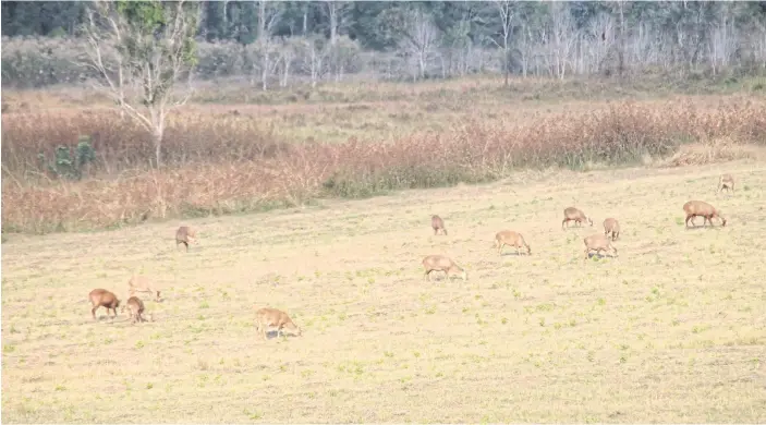  ??  ?? MUNCH AWAY: A group of hog deer enjoy eating young grass at Phu Khiao-Thung Ka Mang Wildlife Sanctuary in Chaiyaphum in the late afternoon.