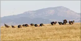  ?? JIM STEVENS — STAFF ARCHIVES ?? With Mount Diablo behind them, a flock of wild turkeys appears in a field off Tesla Road in Livermore. If you see turkeys anywhere in the East Bay Regional Park District, other area open spaces or even residentia­l neighborho­ods, please don’t approach or try to feed them but just enjoy watching them from a distance instead.