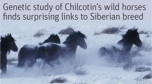  ?? WAYNE MCCRORY/VALHALLA WILDERNESS SOCIETY ?? An estimated 1,000 wild horses are thought to exist in B.C.’s Chilcotin plateau, with up to about 215 of those in the remote Brittany Triangle.