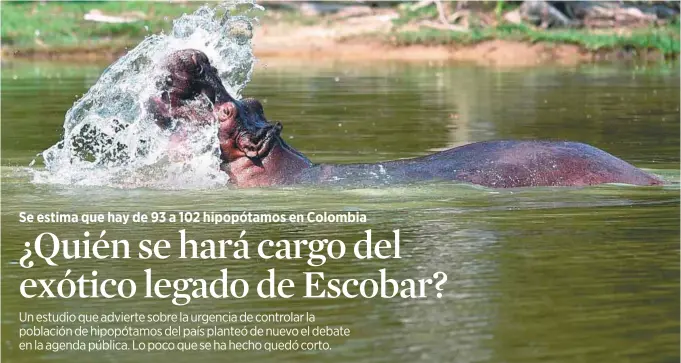  ?? / AFP ?? Un hipopótamo come 70 kilos de vegetación al día y vive unos 50 años, por eso algunos consideran que la castración es una solución útil, pero no la única.