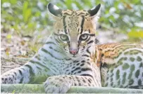  ?? LAETITIA DEMARCY VIA WASHINGTON POST ?? AmaZOOnico, a wildlife rescue center in Ecuador, has a variety of animals looking for adopters, including an ocelot.