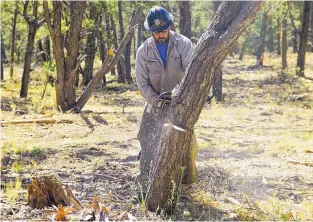  ?? ADOLPHE PIERRE-LOUIS JOURNAL ?? Kirtland Air Force Base Wildland Support Module crew member Greg Valdez cuts down a tree in the Manzanos.