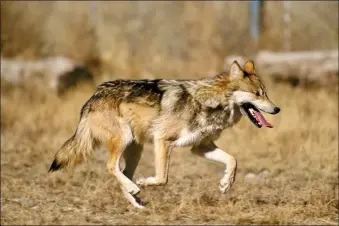  ?? JIM CLARK/USFWS ?? A Mexican gray wolf, like the one in this U.S. Fish and Wildlife Service photo, was captured by the New Mexico Department of Game and Fish on Sunday (Jan. 22). The animal crossed I-40, outside a federally-mandated boundary for the federally-listed endangered subspecies reintroduc­tion program, earlier this month.