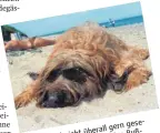  ?? FOTO: DPA ?? gern gesehen. überall nicht saftige Bußgelder Hunde sind werden sich Teil Vierbeiner Zum wenn der fällig, aalt. am Strand