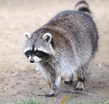  ??  ?? Raccoons are highly adaptable and are notorious for their ability to break into secure locations.