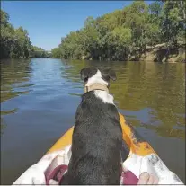  ??  ?? The view from Cindy Riley’s boat on the Macquarie River. She was the victim of one of the latest rock throwing incidents in our city.