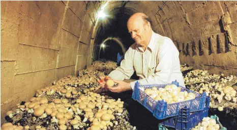  ?? ARCHIVFOTO: BERND HANSELMANN/DPA ?? Erntezeit im Bunker: Bis in die 2000er-Jahre wurden in der Anlage in Stuttgart-Wangen Champignon­s gezüchtet. Inzwischen ist das Bauwerk mit Wasser vollgelauf­en.