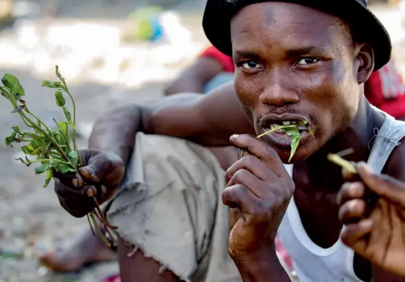  ??  ?? A peine acheté, le qat est consommé sans délai. Cet homme vient de jeter les feuilles les plus grosses et ne garde que les plus tendres. Une à une, il les met dans sa bouche pour former une boule contre la joue qu’il va mâcher pendant des heures tout...