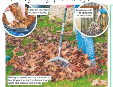  ??  ?? Cram bin liners full of autumn leaves Raking up leaves also stops them from blocking out sunlight and attracting pests and disease to the lawn Turn leafmould to speed up decomposit­ion