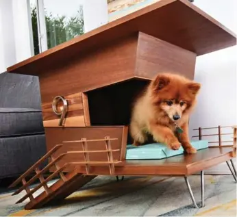  ?? WILLIE ROMERO PHOTOS ?? This playful pup adores the stylish veranda of the Dog Tower 9 doghouse, which doubles as an end table.